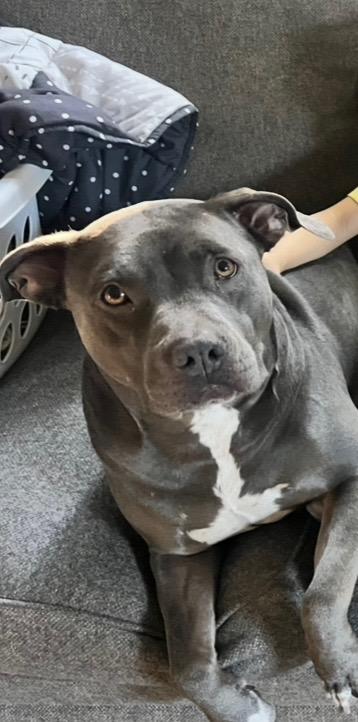 Nala, Adoptable, Adult Female Pit Bull Terrier & American Bully.