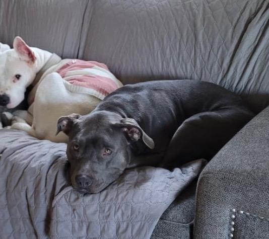 Nala, a Adoptable mixed breed in El Segundo, CA image 2/2