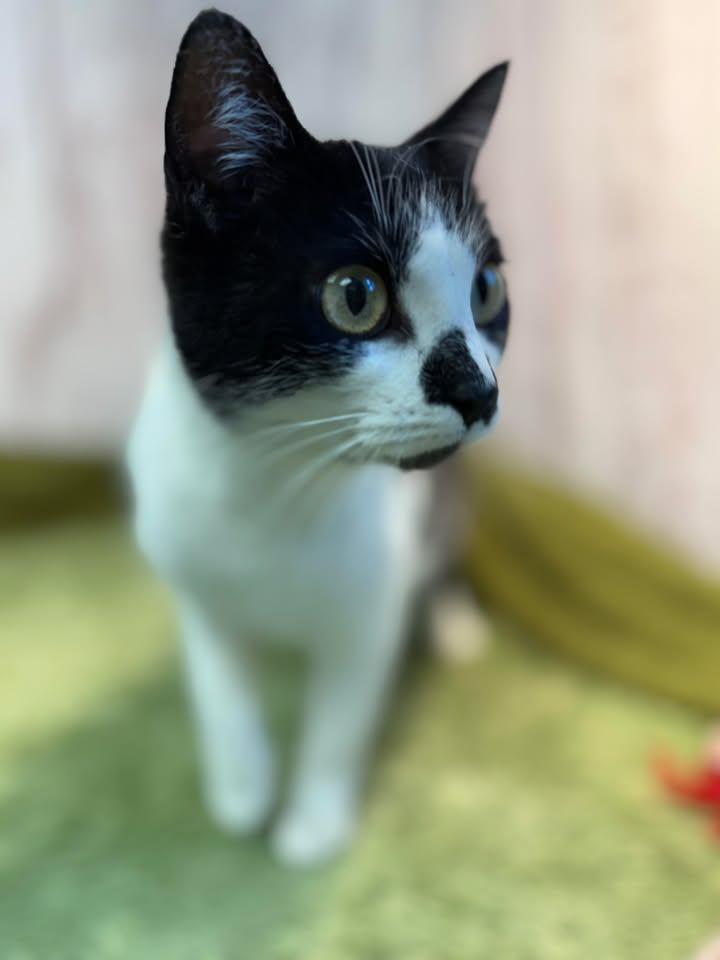 Charolette, Young Female American Shorthair