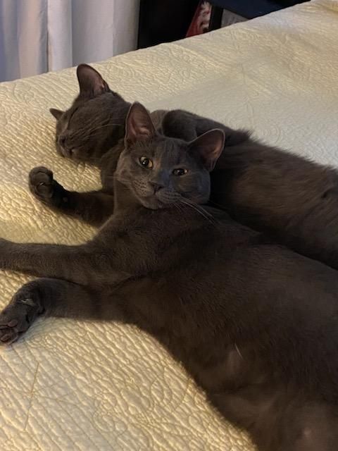 Hannah and Gracie, a Adoptable mixed breed in Westford, MA image 1/10