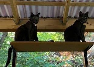 Hannah and Gracie, a Adoptable mixed breed in Westford, MA image 3/10