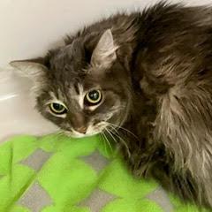 Lucy, Adult Female unknown