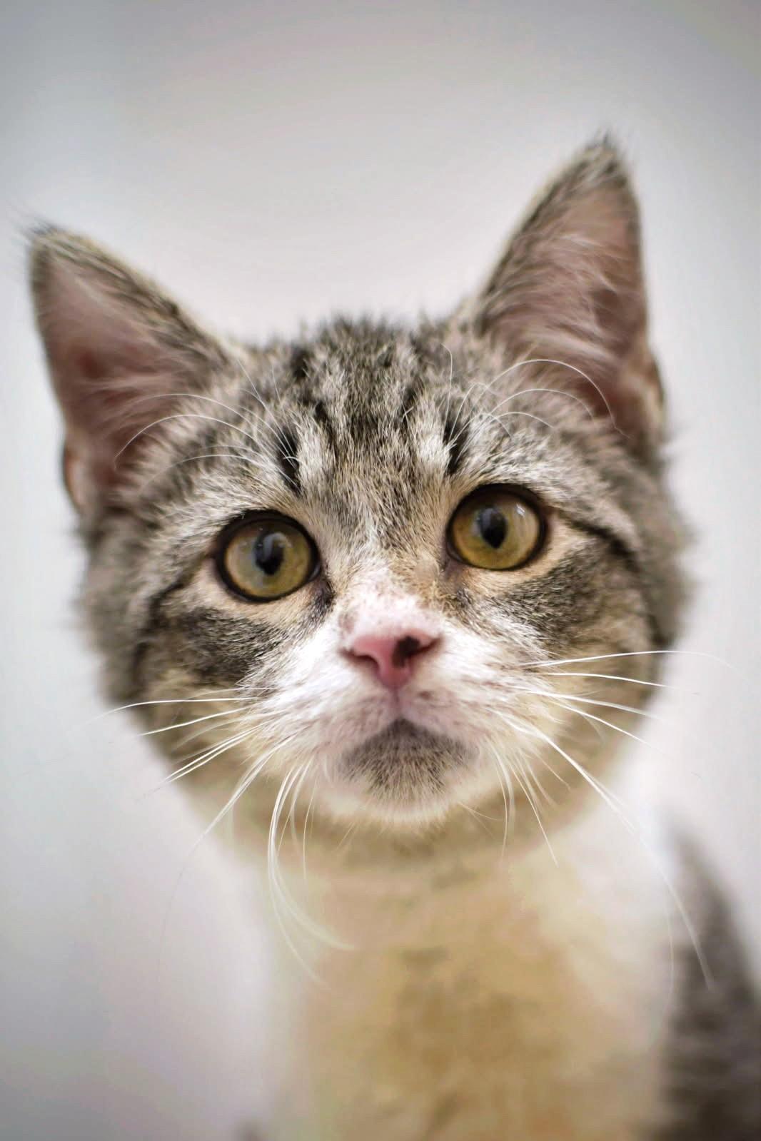 Cheeto, Adoptable, Kitten Male Tabby.