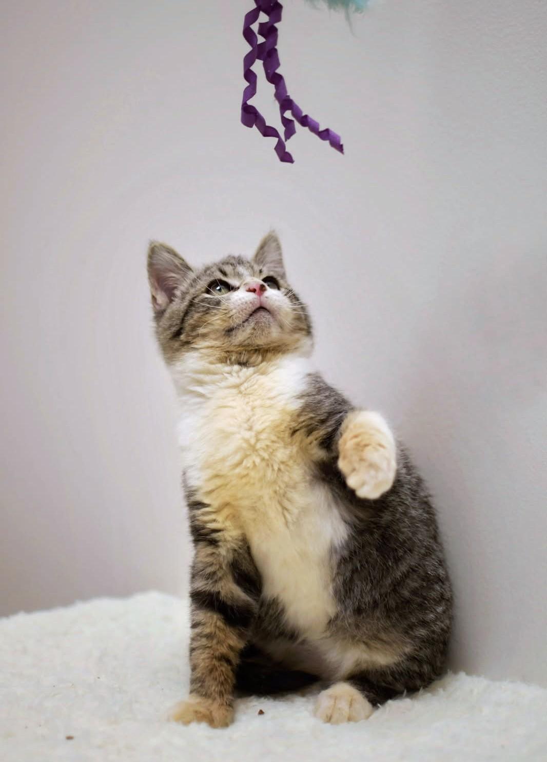 Cheeto, a Adoptable Tabby in New Albany, OH image 3/6