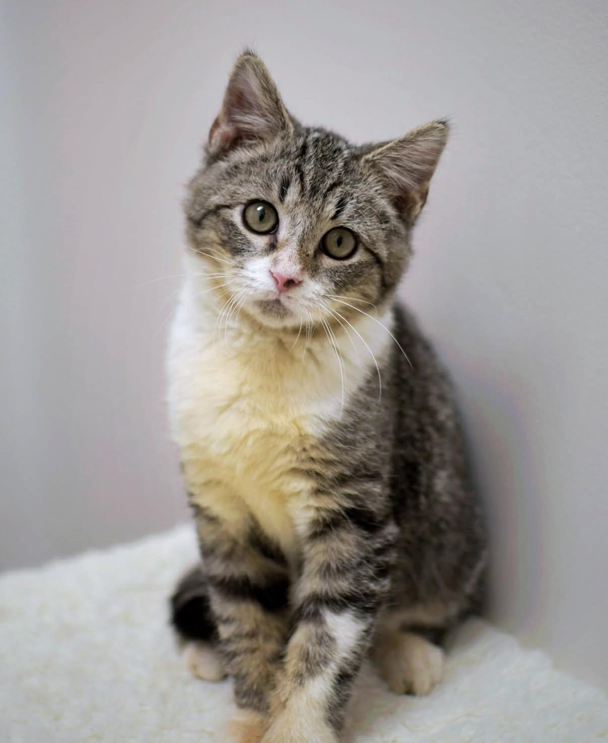 Cheeto, a Adoptable Tabby in New Albany, OH image 5/6
