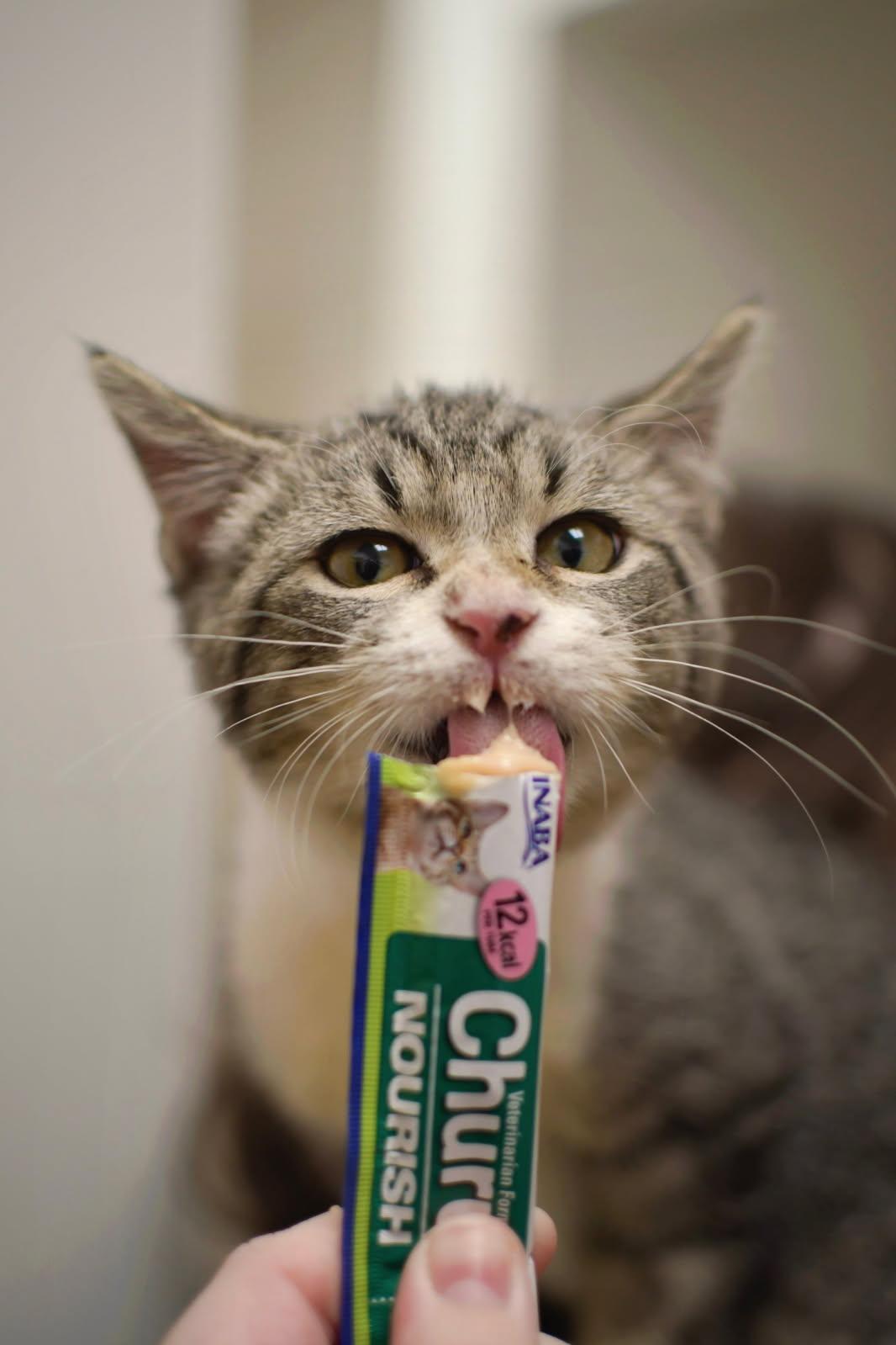 Cheeto, a Adoptable Tabby in New Albany, OH image 6/6