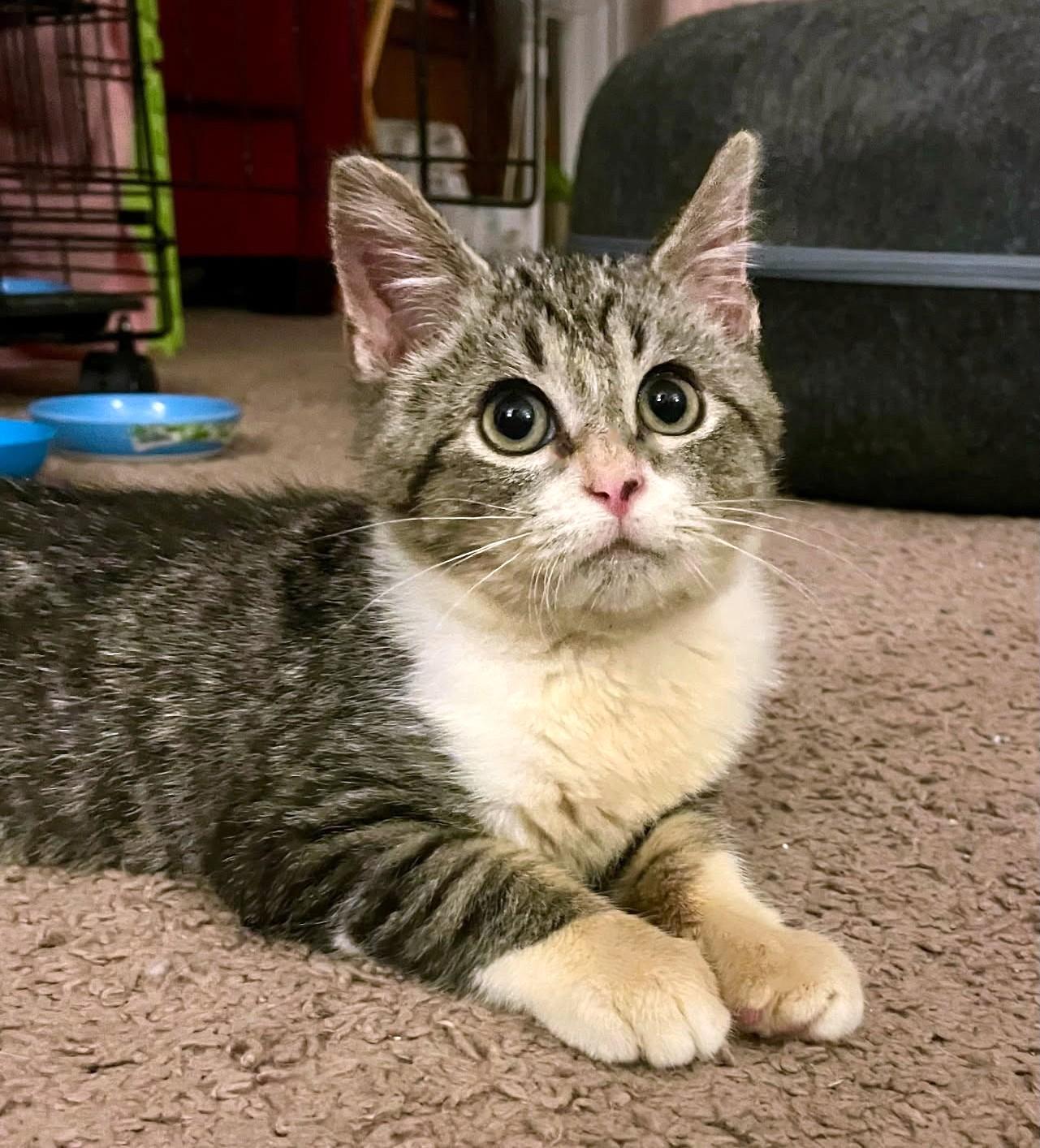Cheeto, a Adoptable Tabby in New Albany, OH image 2/6