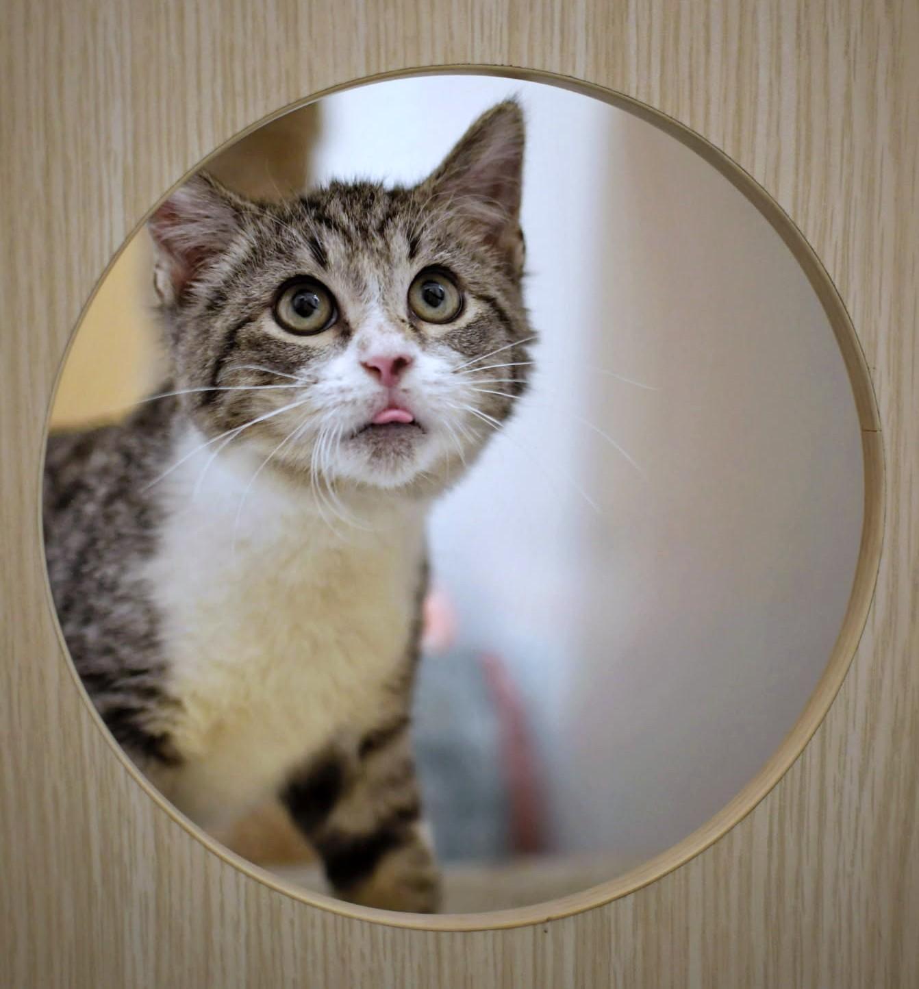 Cheeto, a Adoptable Tabby in New Albany, OH image 4/6