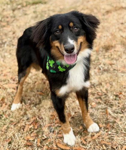 Enlarge Opie, a Adoptable Australian Shepherd in Midland, VA image 1/1