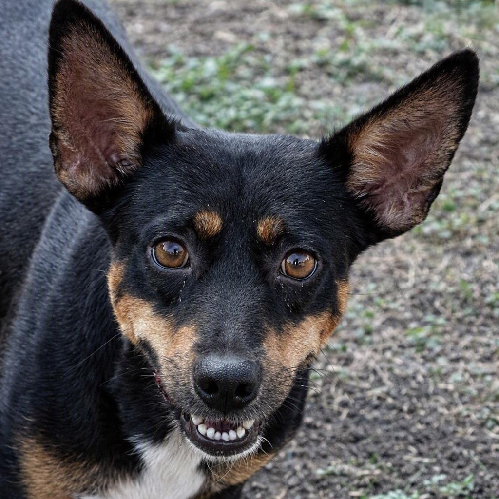 Enlarge Abby, a Adoptable mixed breed in Brenham, TX image 1/6