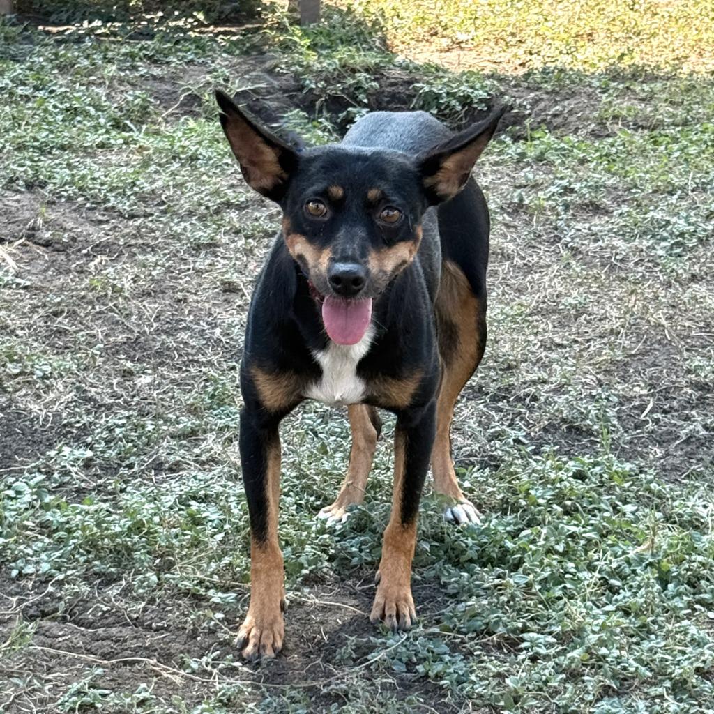 Enlarge Abby, a Adoptable mixed breed in Brenham, TX image 2/6