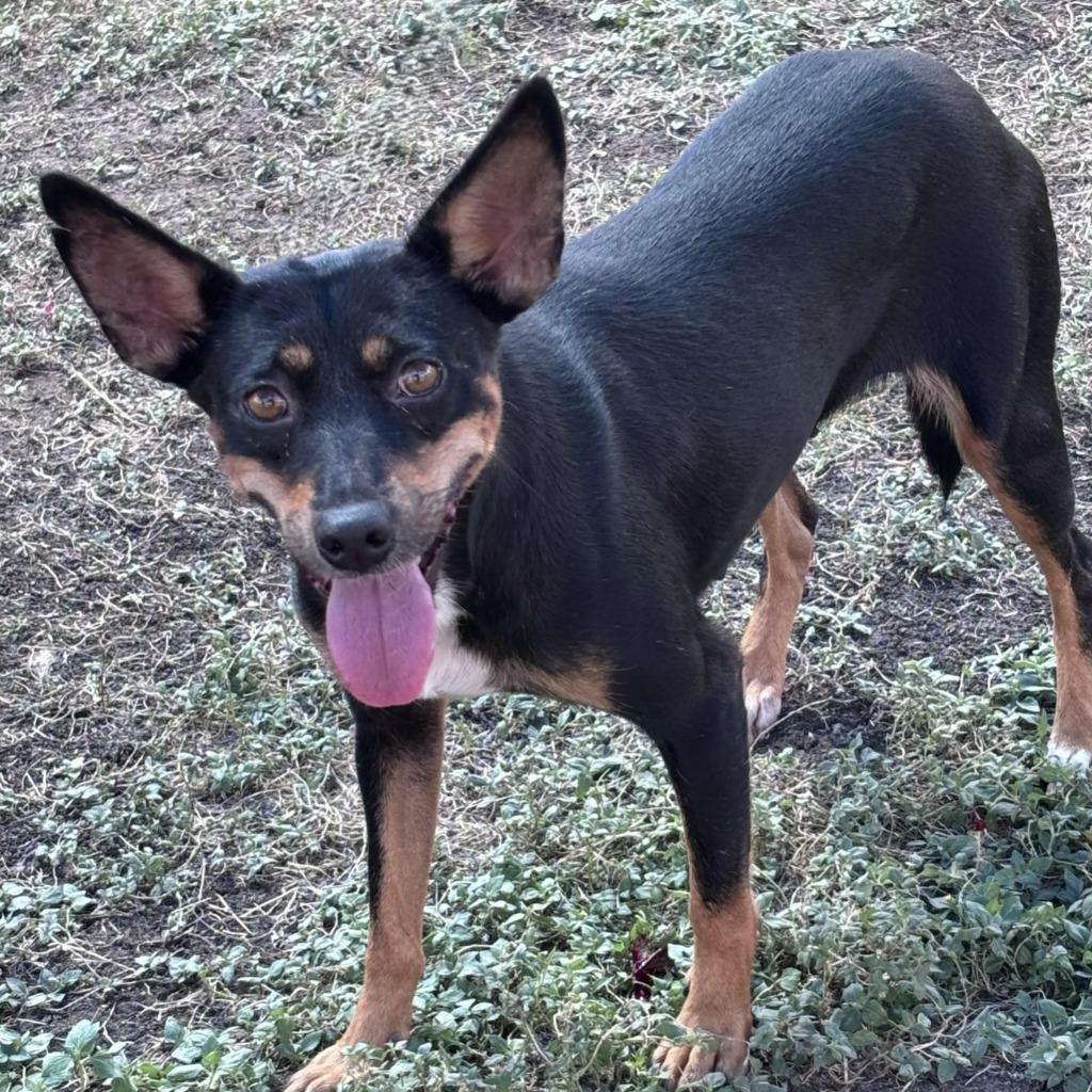 Enlarge Abby, a Adoptable mixed breed in Brenham, TX image 3/6