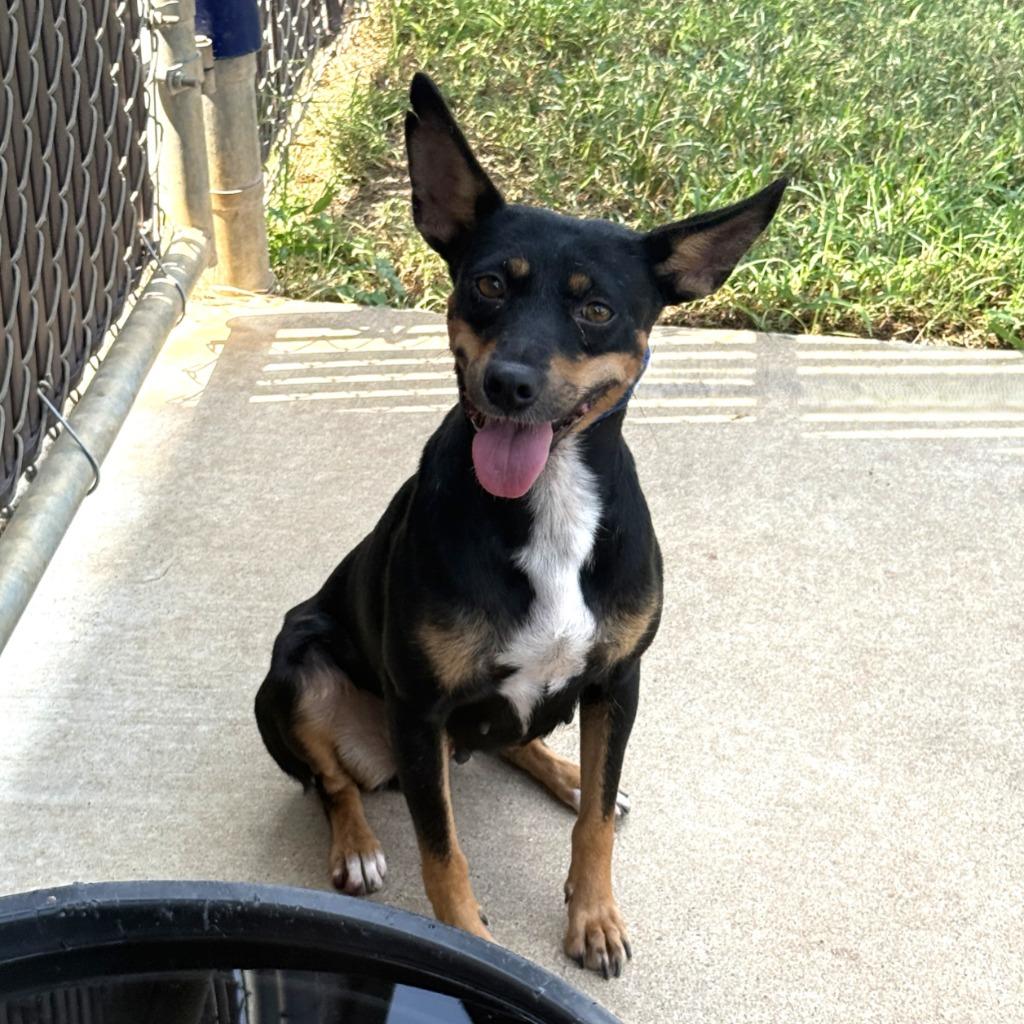 Enlarge Abby, a Adoptable mixed breed in Brenham, TX image 4/6