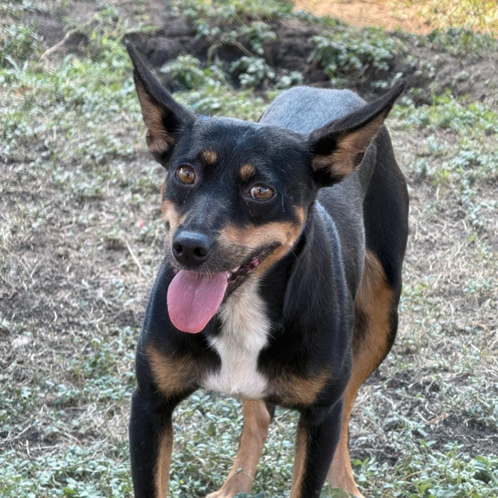 Enlarge Abby, a Adoptable mixed breed in Brenham, TX image 5/6