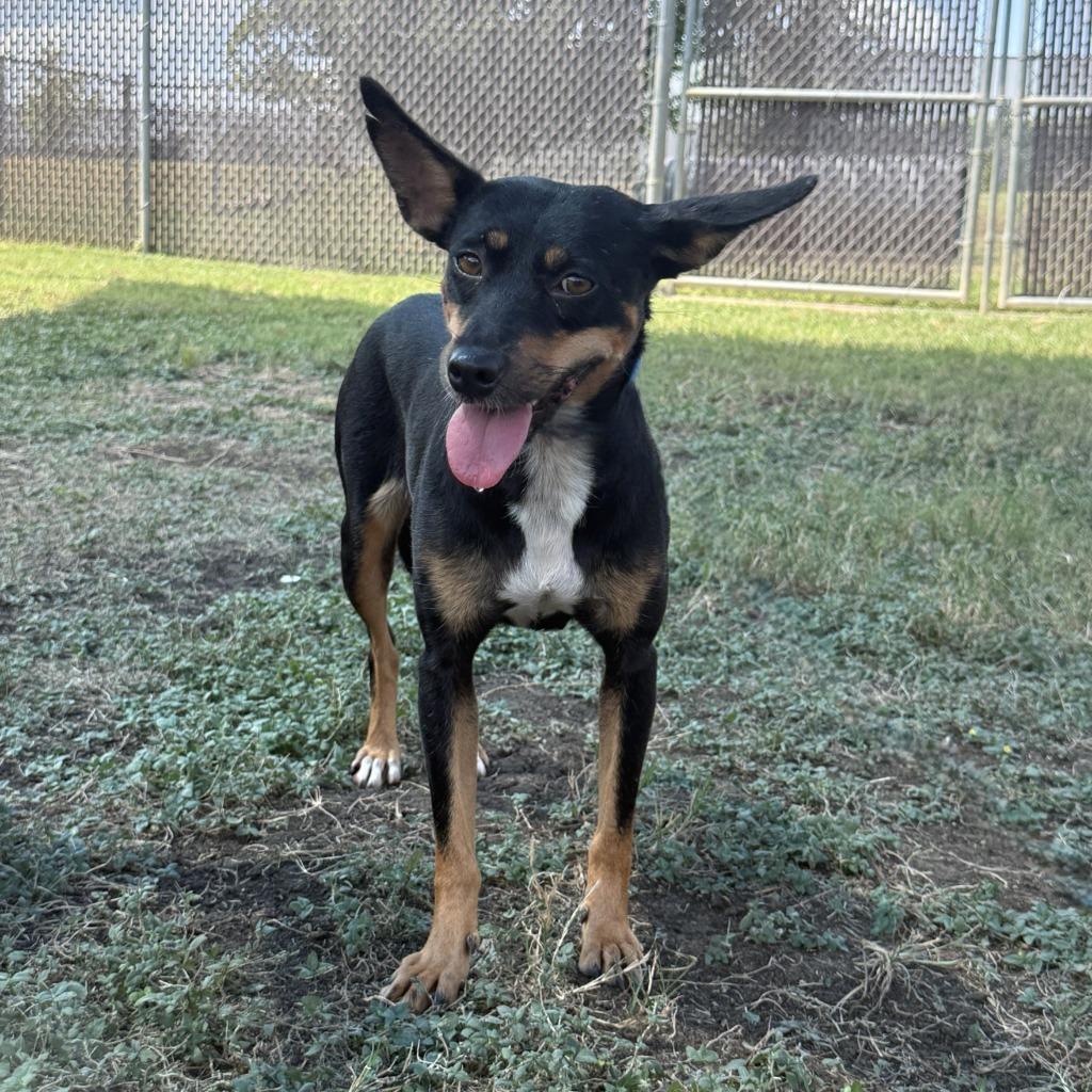 Enlarge Abby, a Adoptable mixed breed in Brenham, TX image 6/6