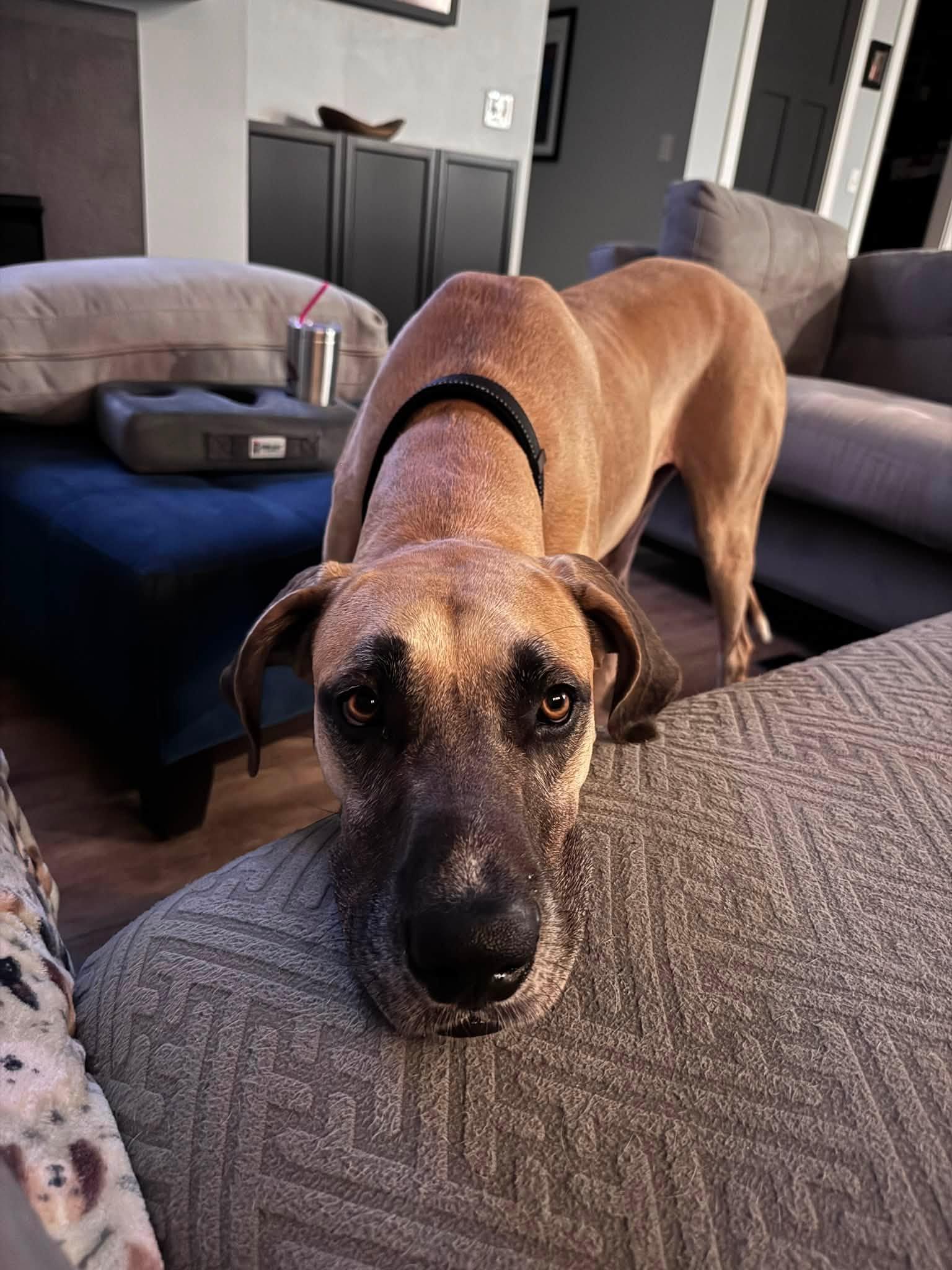 Goose, adopted, Young Female Great Dane.