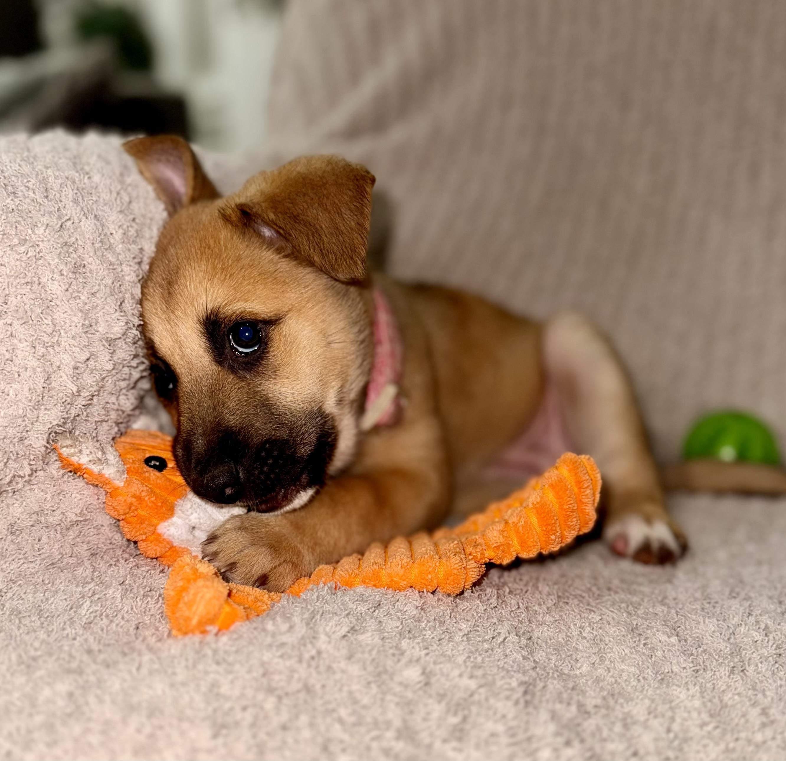 Enlarge Winifred, an adopted mixed breed in Cypress, TX image 5/6