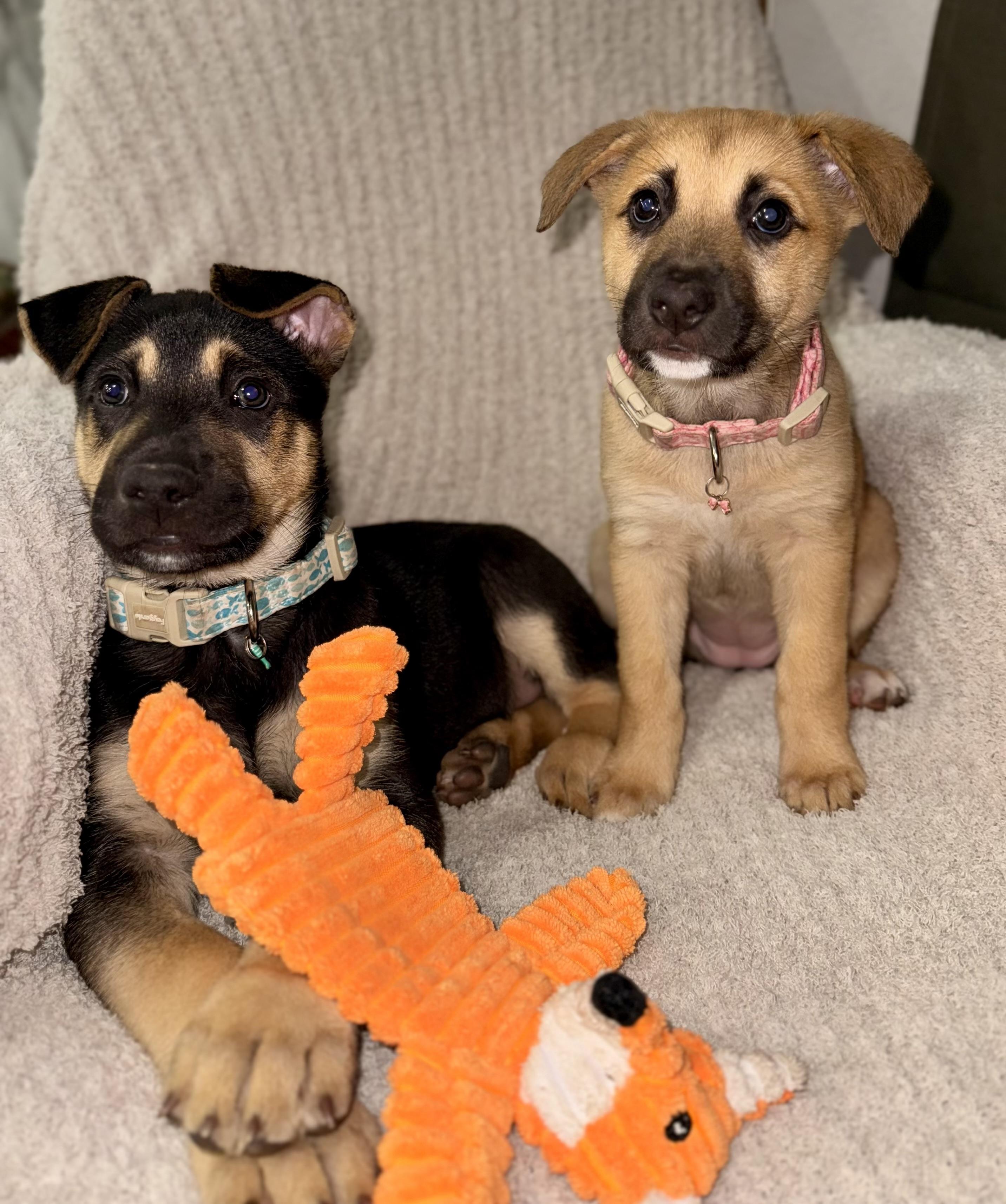 Enlarge Winifred, an adopted mixed breed in Cypress, TX image 2/6