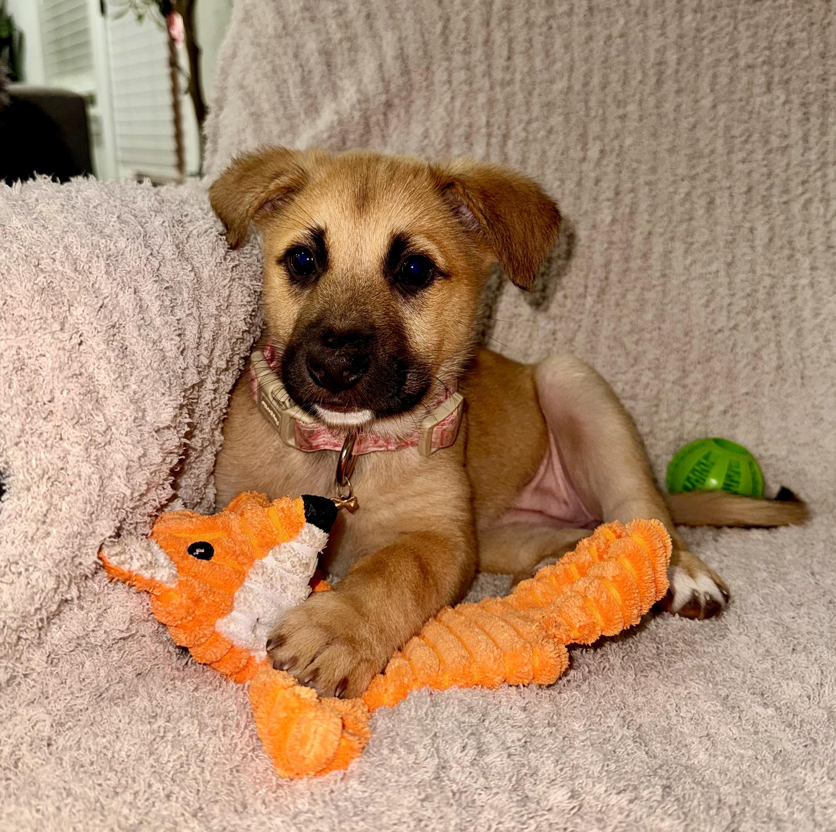 Enlarge Winifred, an adopted mixed breed in Cypress, TX image 4/6