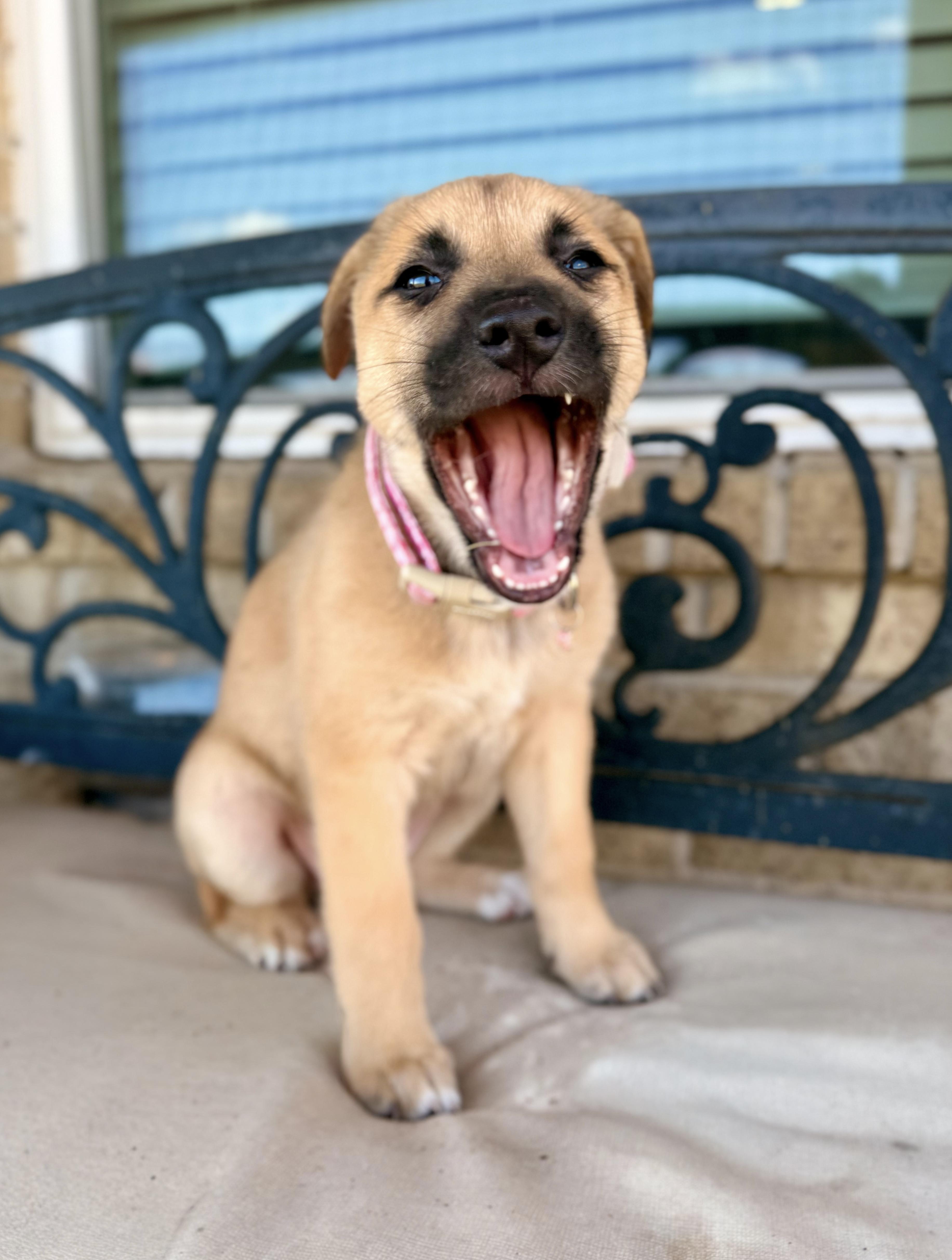 Enlarge Winifred, an adopted mixed breed in Cypress, TX image 3/6
