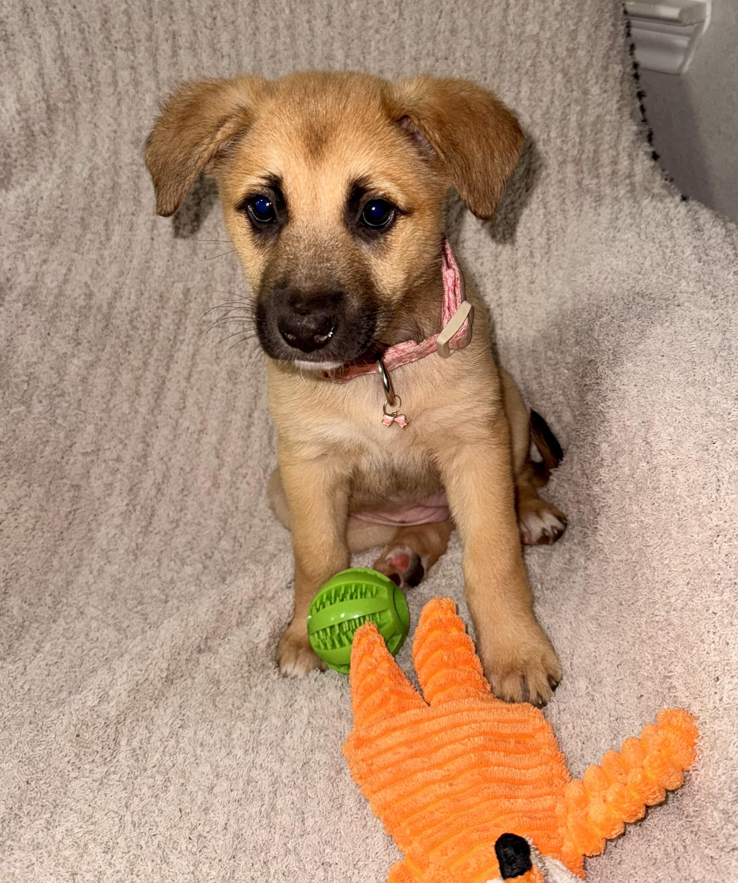 Winifred, adopted, Puppy Female Labrador Retriever & Shepherd.