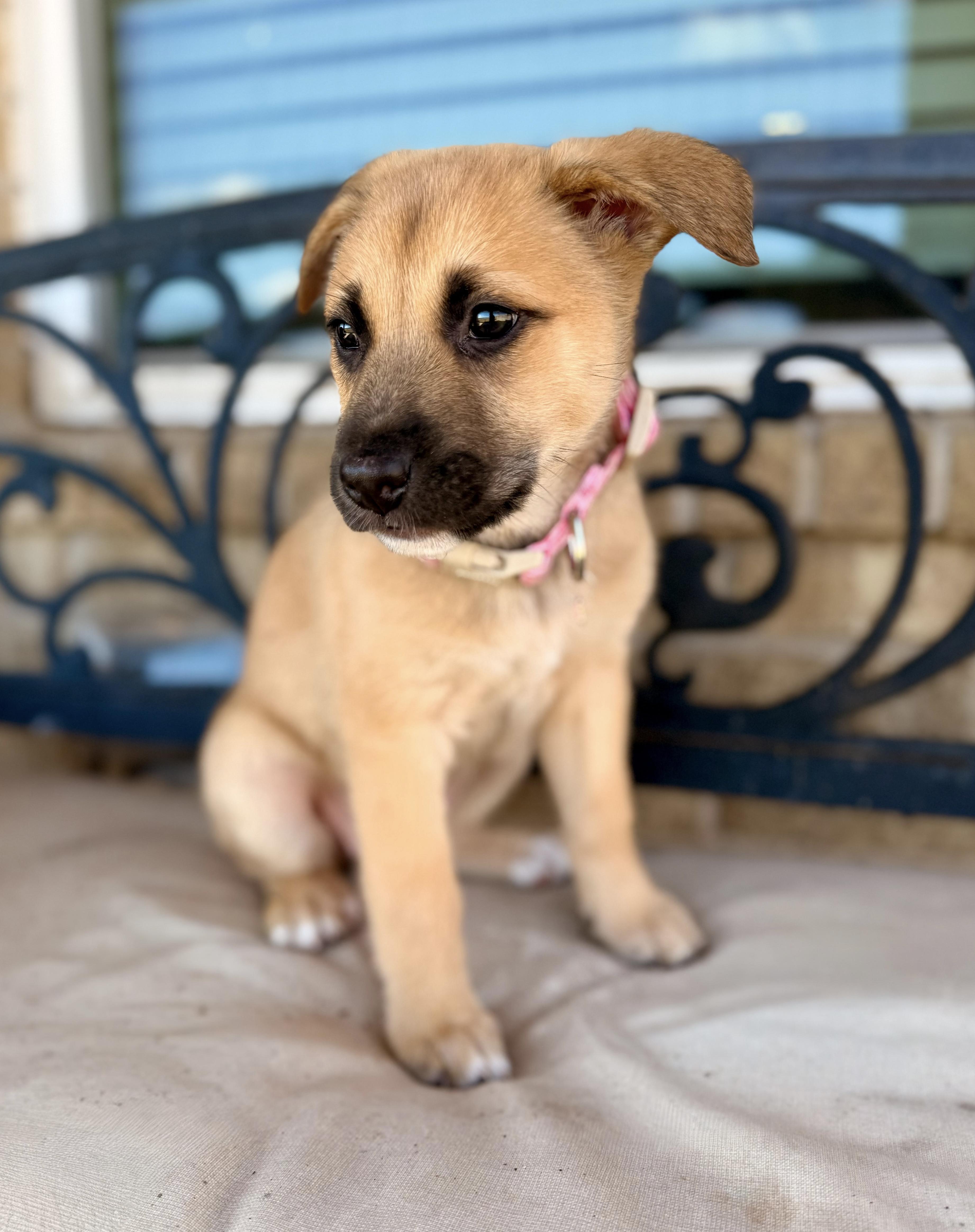 Enlarge Winifred, an adopted mixed breed in Cypress, TX image 6/6