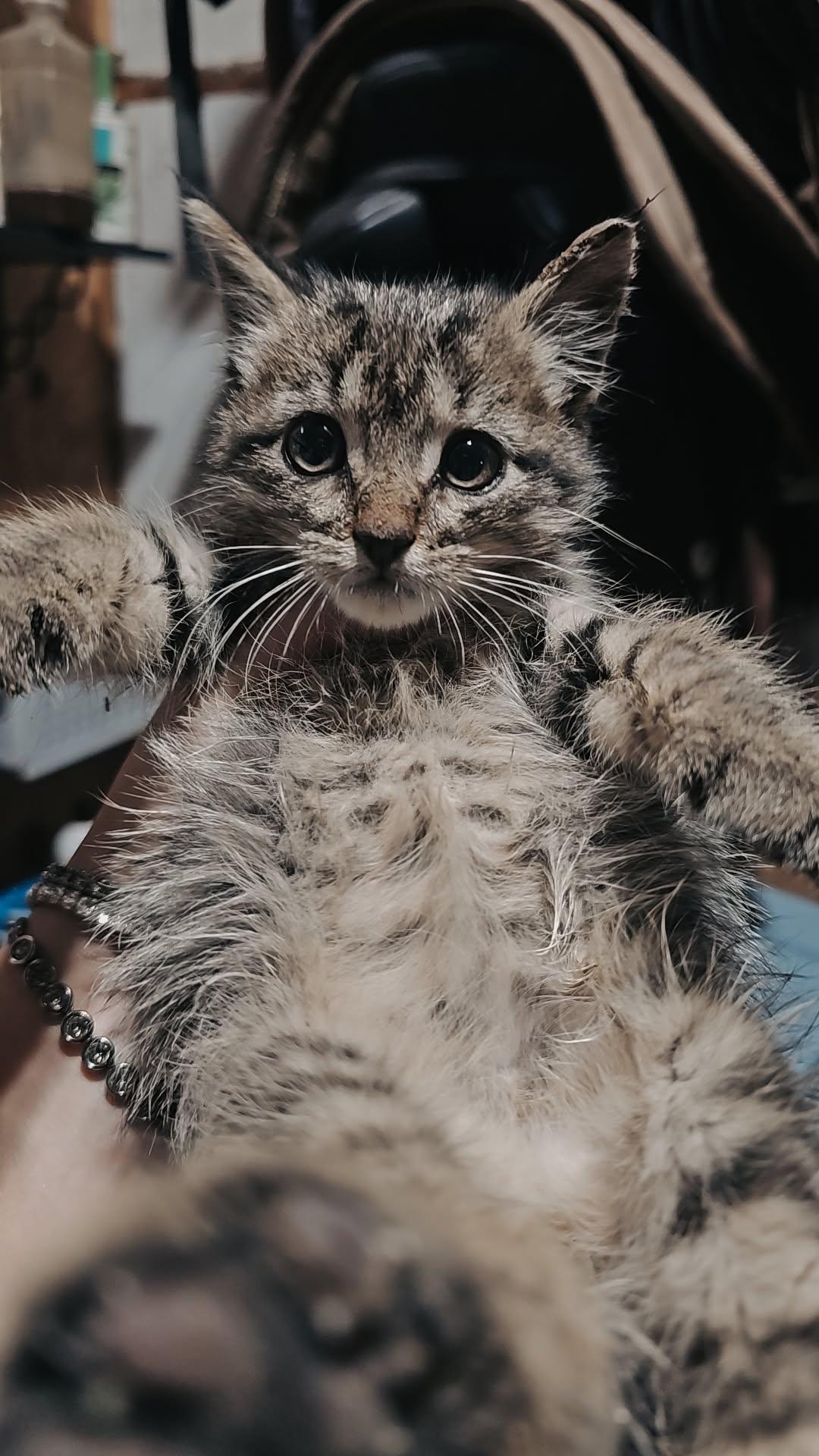 Enlarge Bobby, an adopted Domestic Short Hair in Richland, MI image 1/1