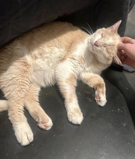 Enlarge Waffles, an adopted Domestic Short Hair in BLACK MOUNTAIN, NC image 2/3