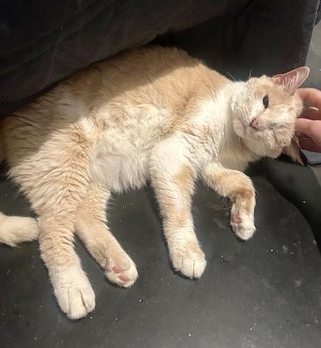 Enlarge Waffles, an adopted Domestic Short Hair in BLACK MOUNTAIN, NC image 3/3