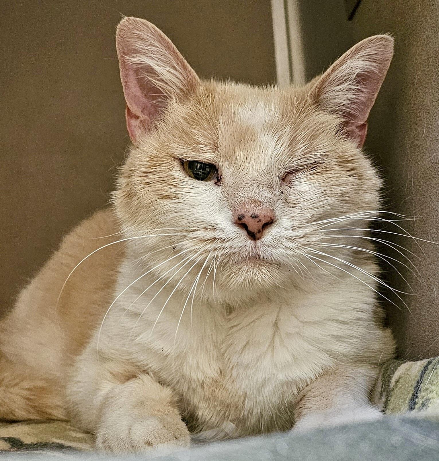 Enlarge Waffles, an adopted Domestic Short Hair in BLACK MOUNTAIN, NC image 1/3