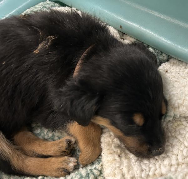 Enlarge Vixen (brown), a Adoptable mixed breed in Spokane Valley, WA image 1/1