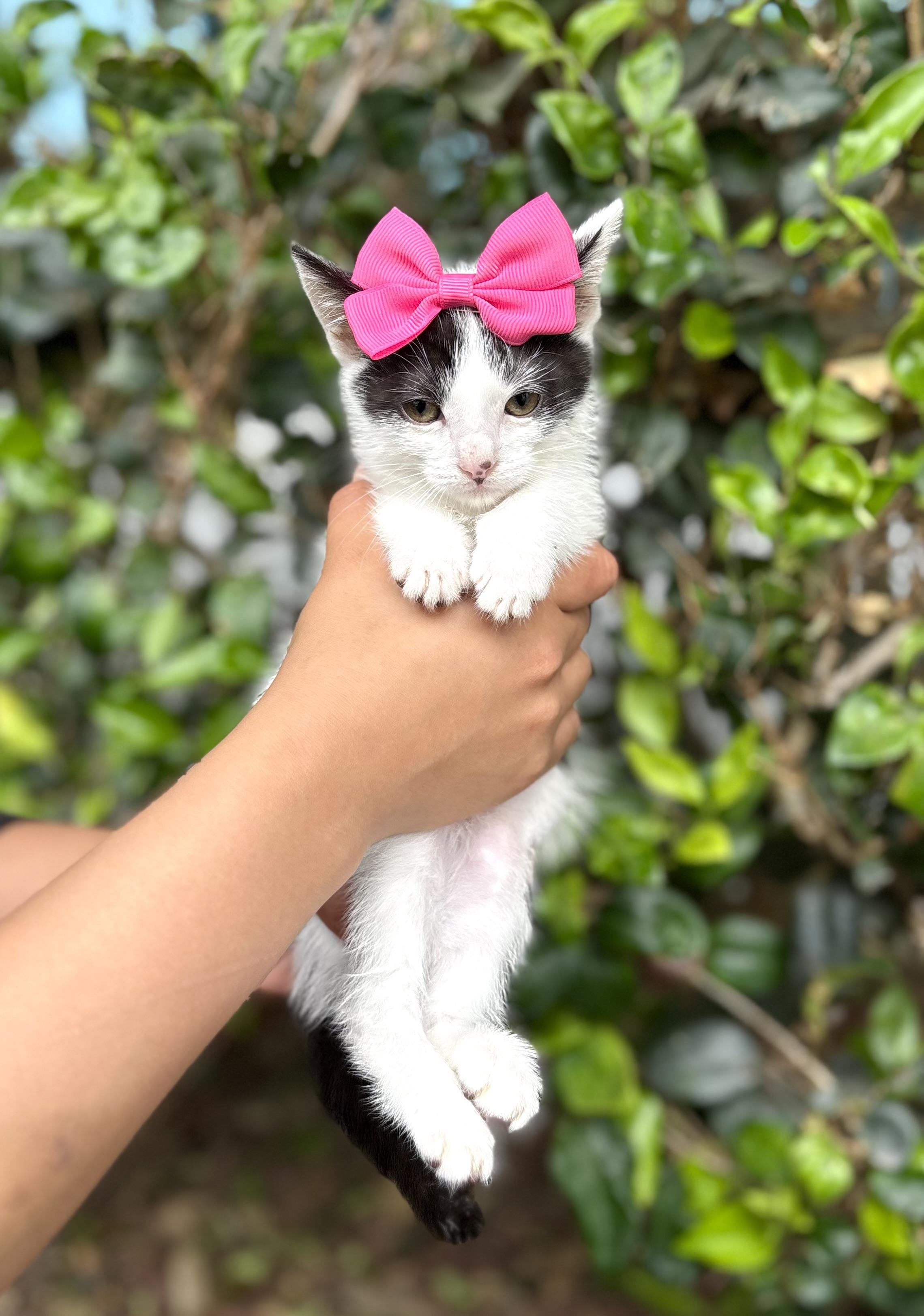 Tulip, Adoptable, Kitten Female Domestic Short Hair.