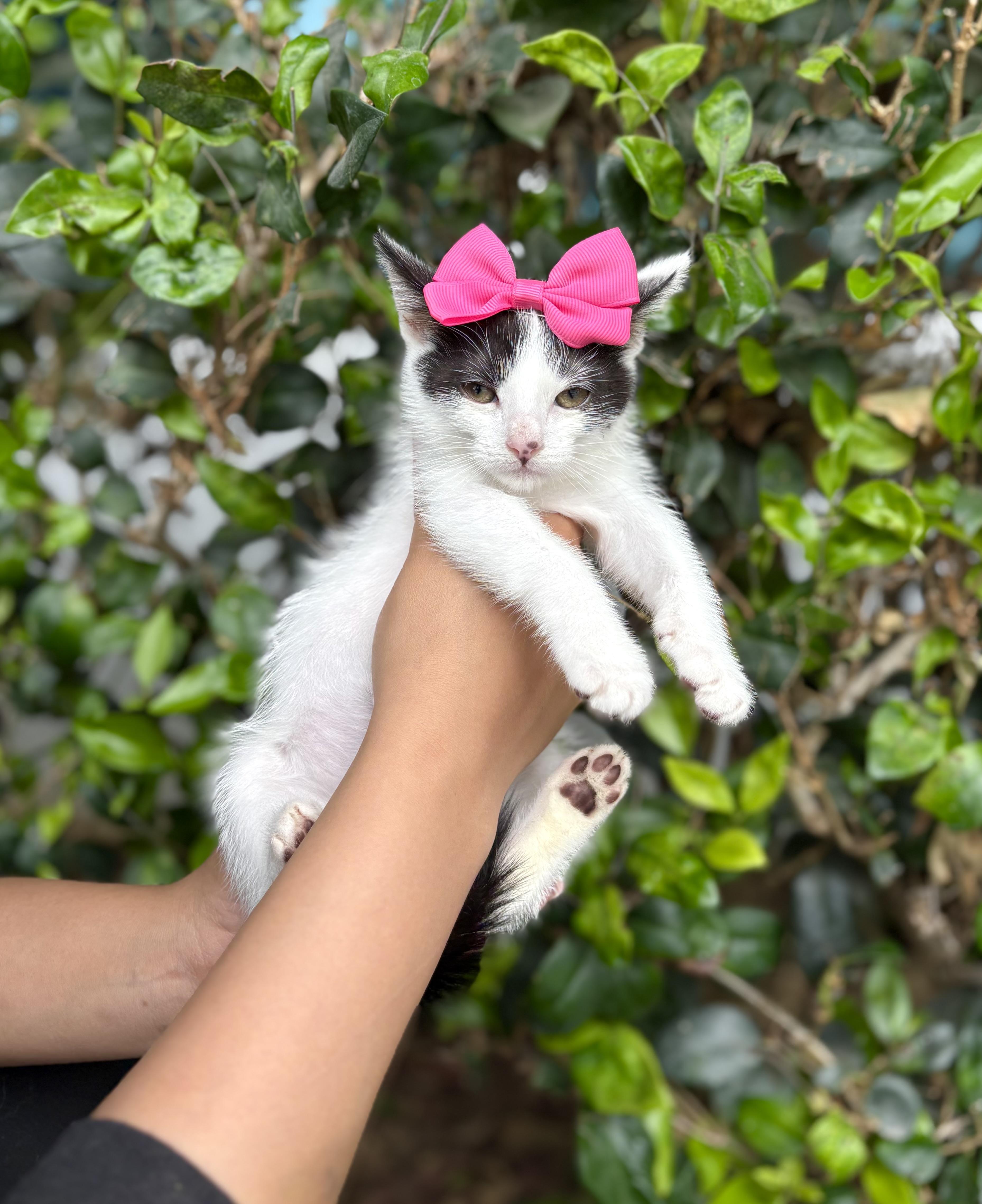 Tulip, a Adoptable mixed breed in South El Monte, CA image 2/5