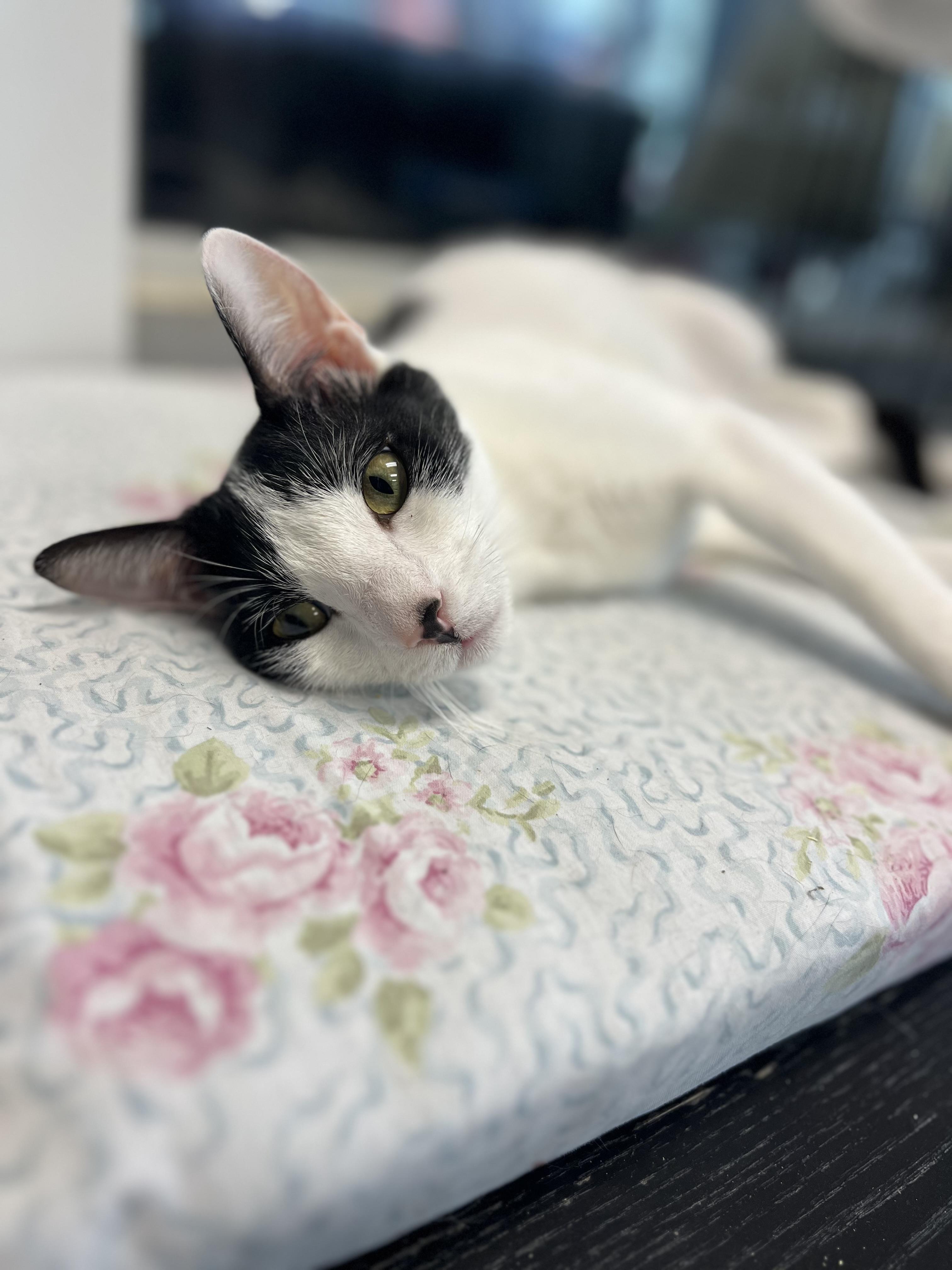 Tulip, a Adoptable mixed breed in South El Monte, CA image 5/6