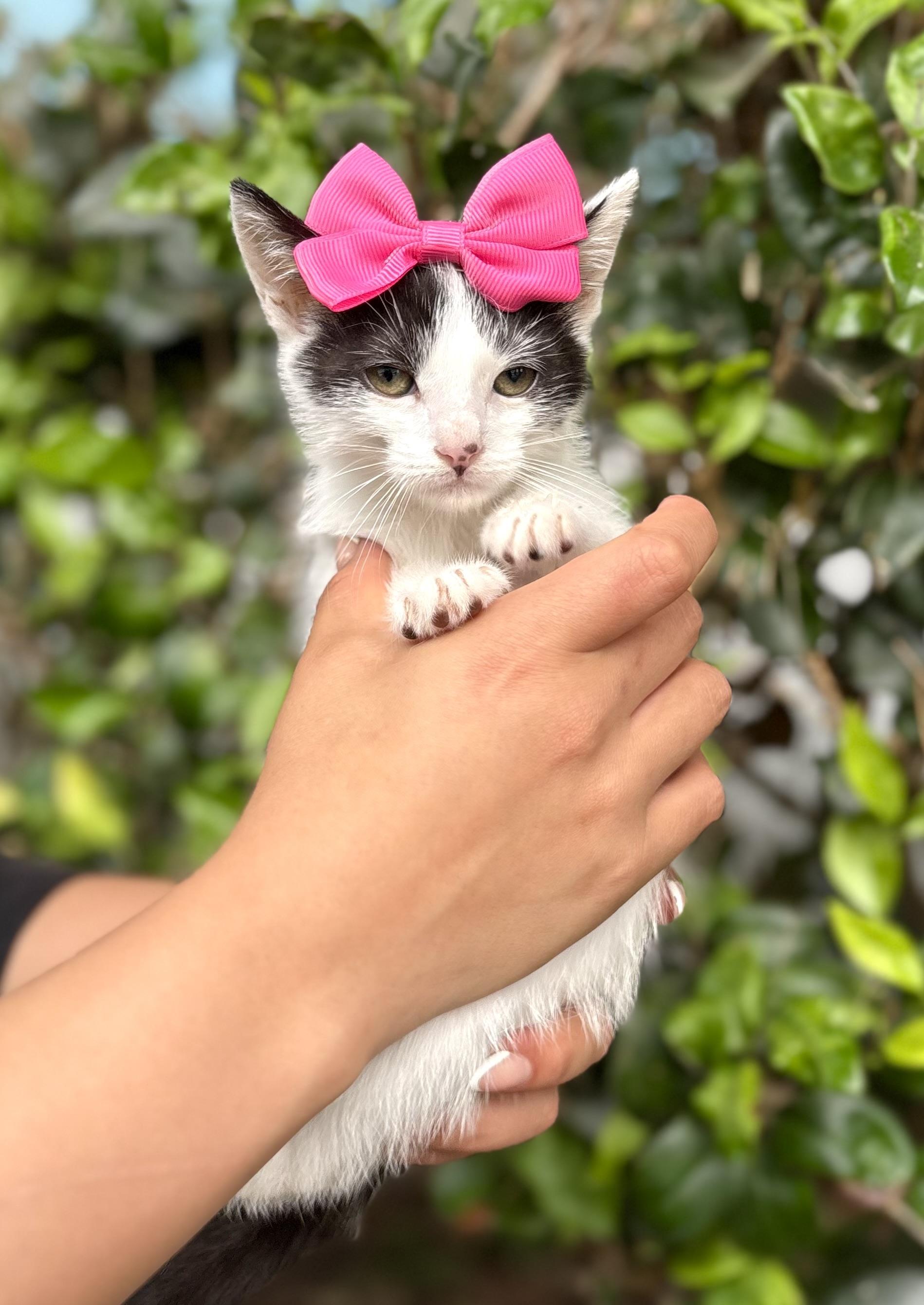 Tulip, a Adoptable mixed breed in South El Monte, CA image 5/5