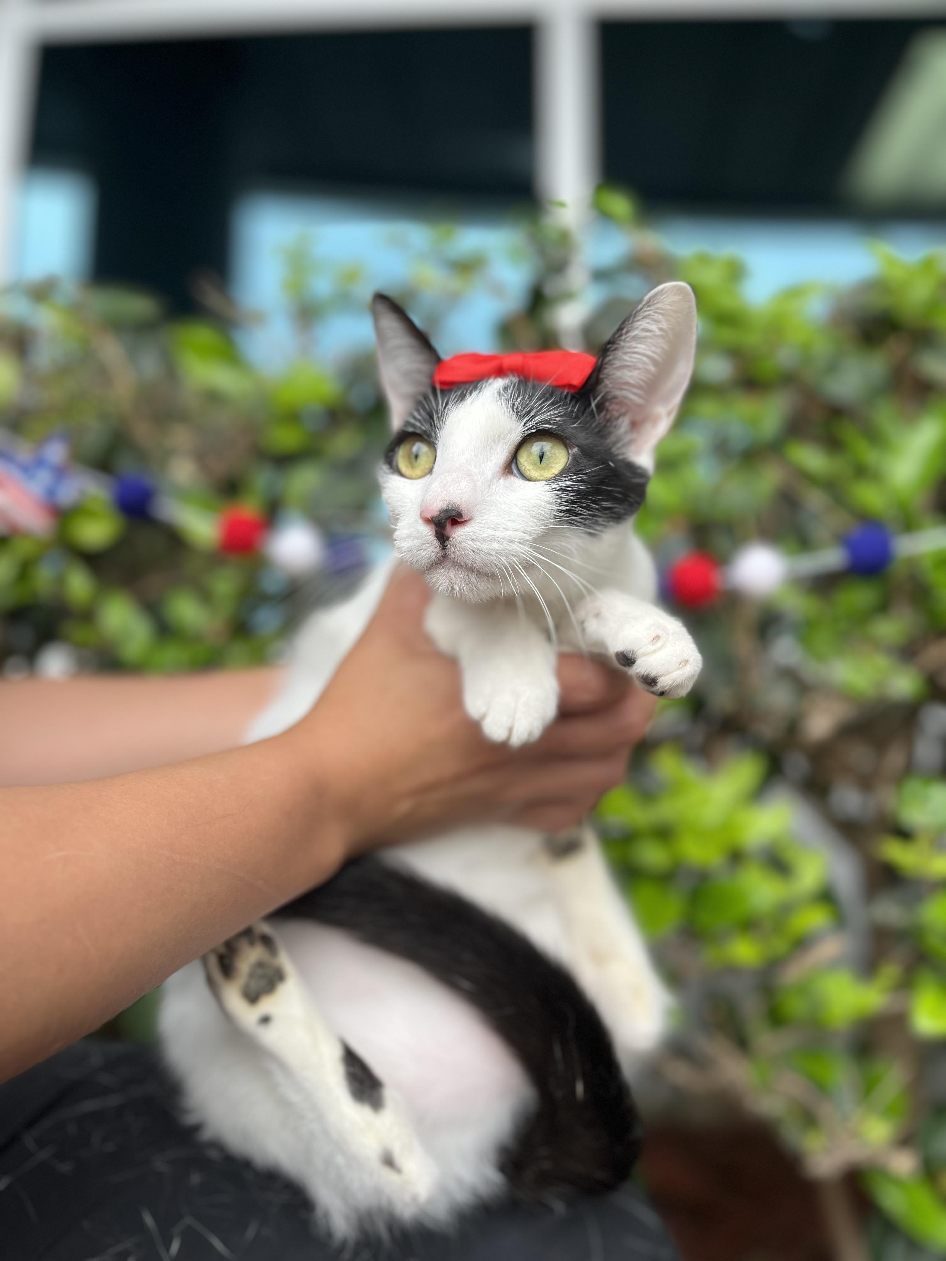 Tulip, Adoptable, Kitten Female Domestic Short Hair.
