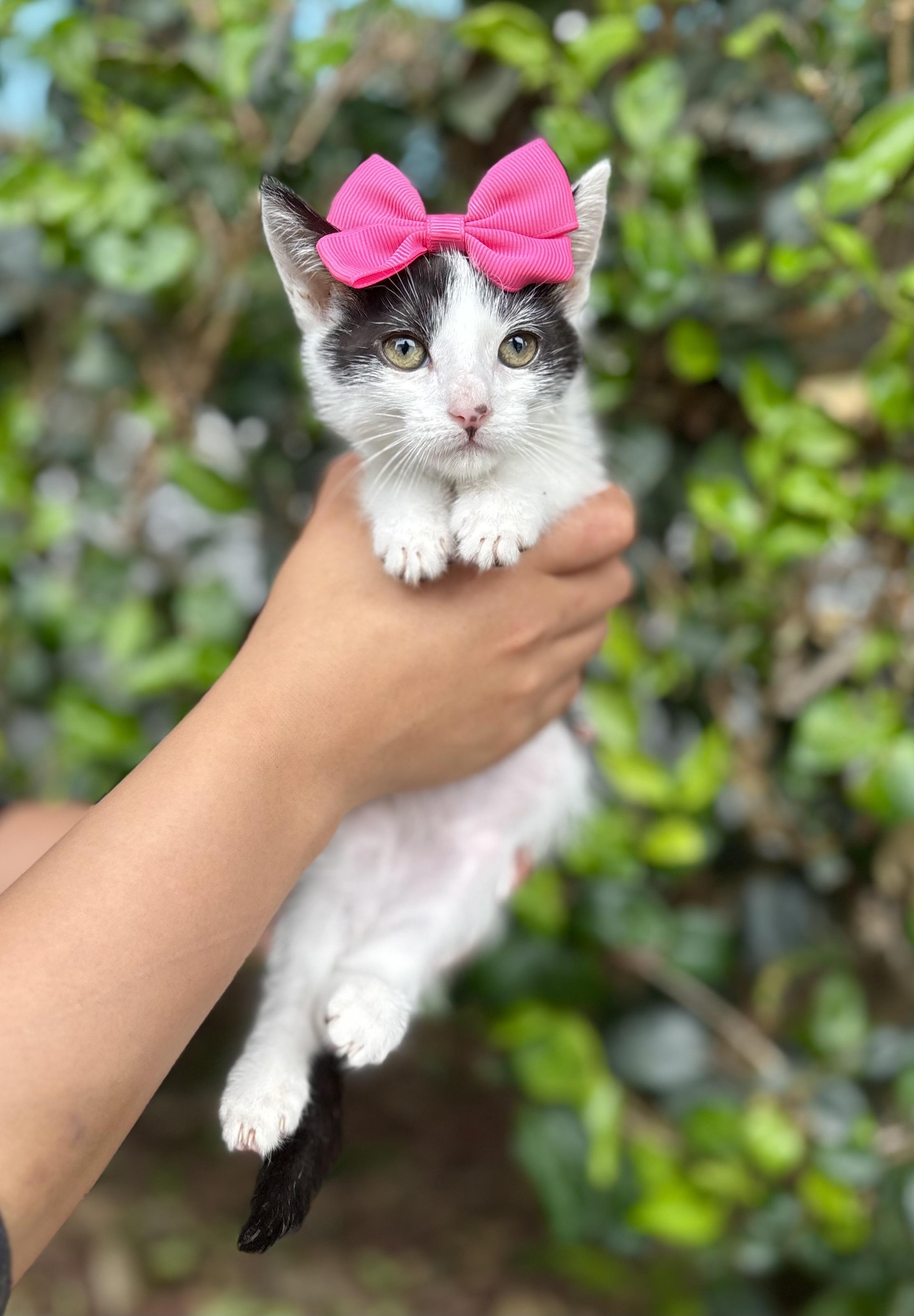 Tulip, a Adoptable mixed breed in South El Monte, CA image 4/5