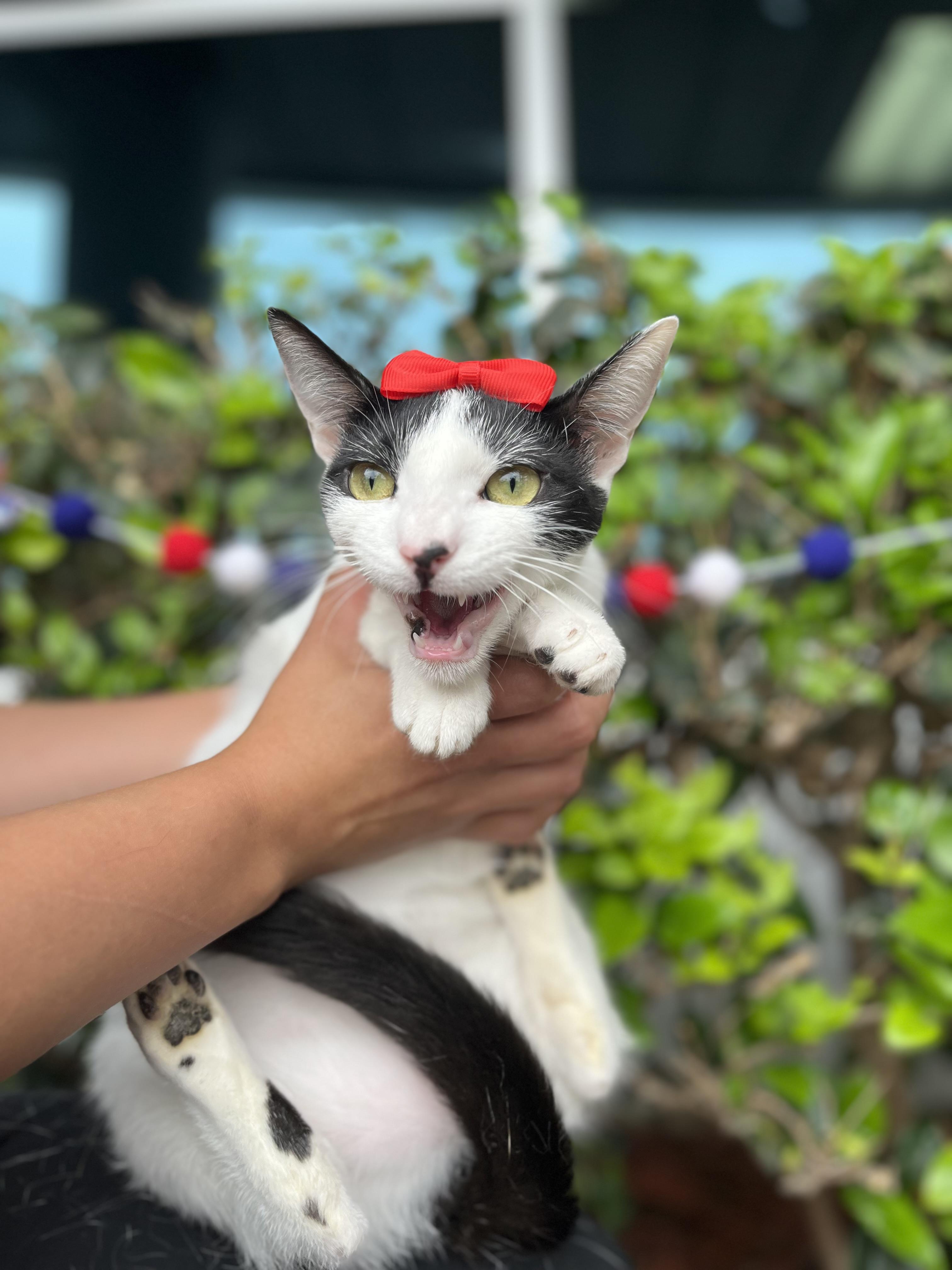 Tulip, a Adoptable mixed breed in South El Monte, CA image 6/6
