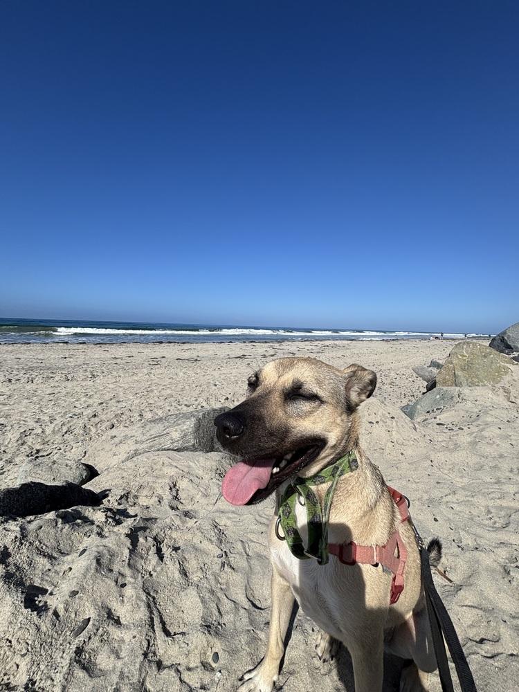 Enlarge Ruth, a Adoptable mixed breed in San Diego, CA image 1/6