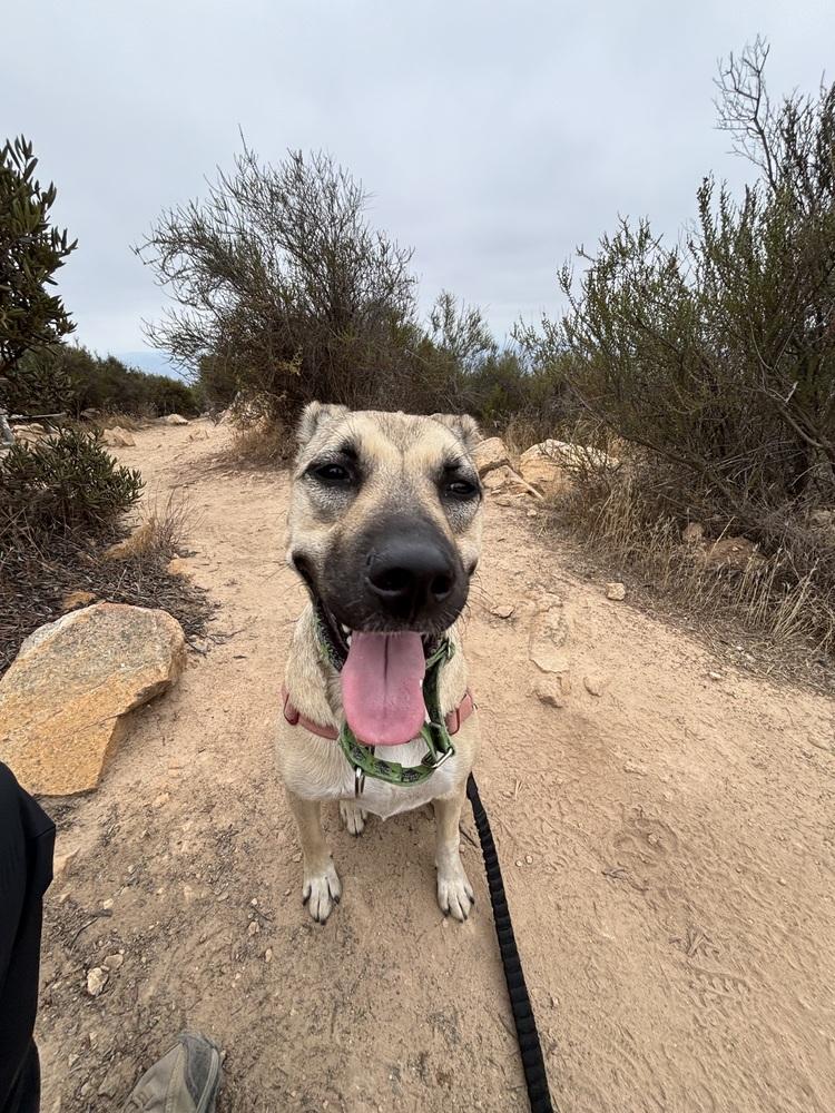 Enlarge Ruth, a Adoptable mixed breed in San Diego, CA image 2/6