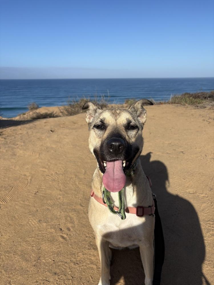 Enlarge Ruth, a Adoptable mixed breed in San Diego, CA image 3/6