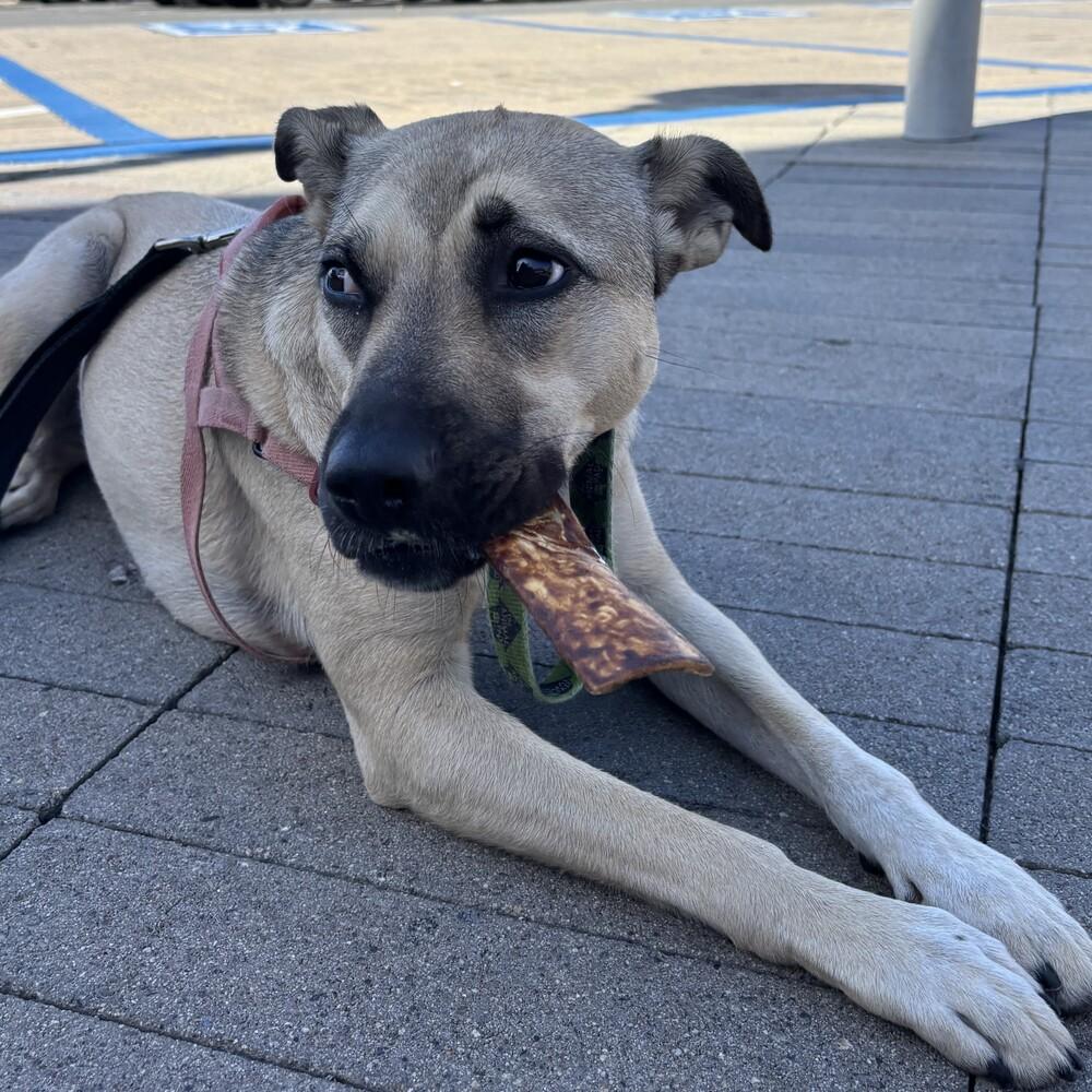 Enlarge Ruth, a Adoptable mixed breed in San Diego, CA image 4/6