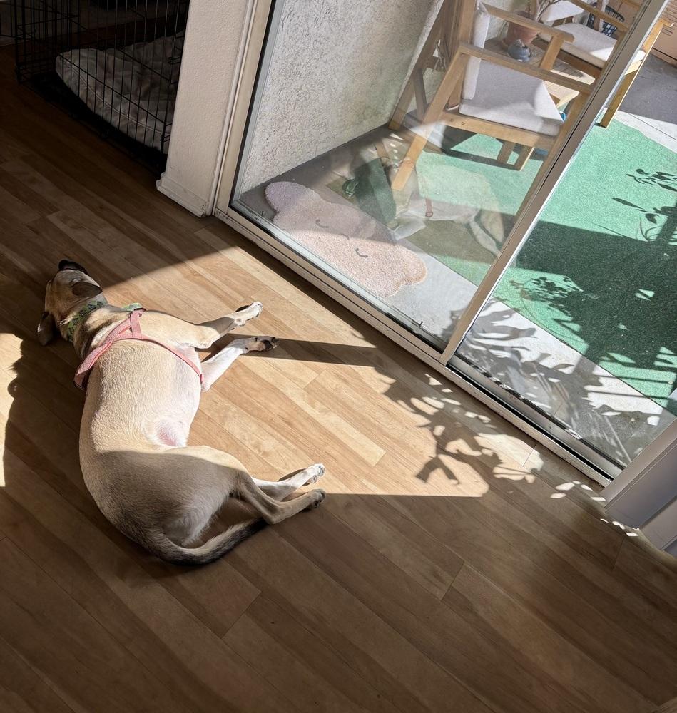 Enlarge Ruth, a Adoptable mixed breed in San Diego, CA image 6/6