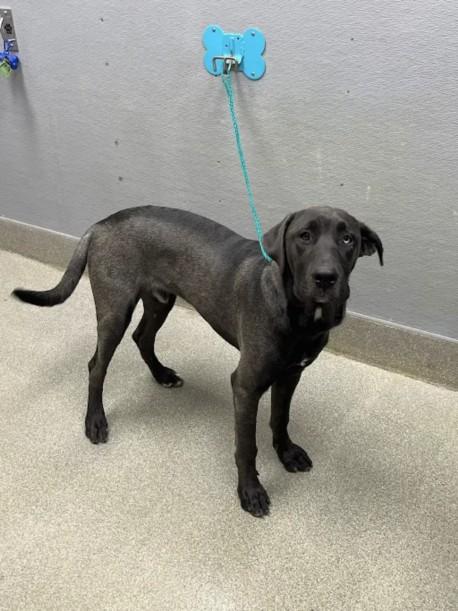 Enlarge SALMON, a Adoptable mixed breed in Las Vegas, NV image 1/1