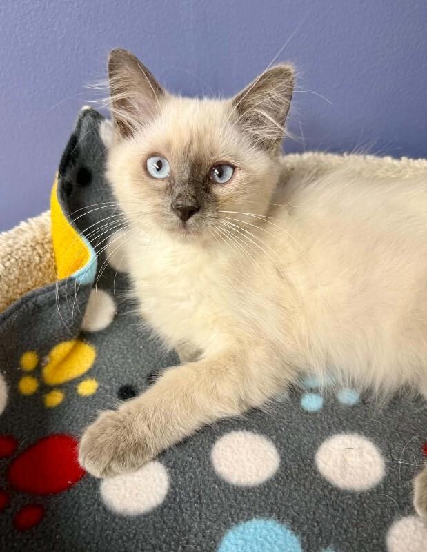 Wendell, Adoptable, Kitten Male Siamese.