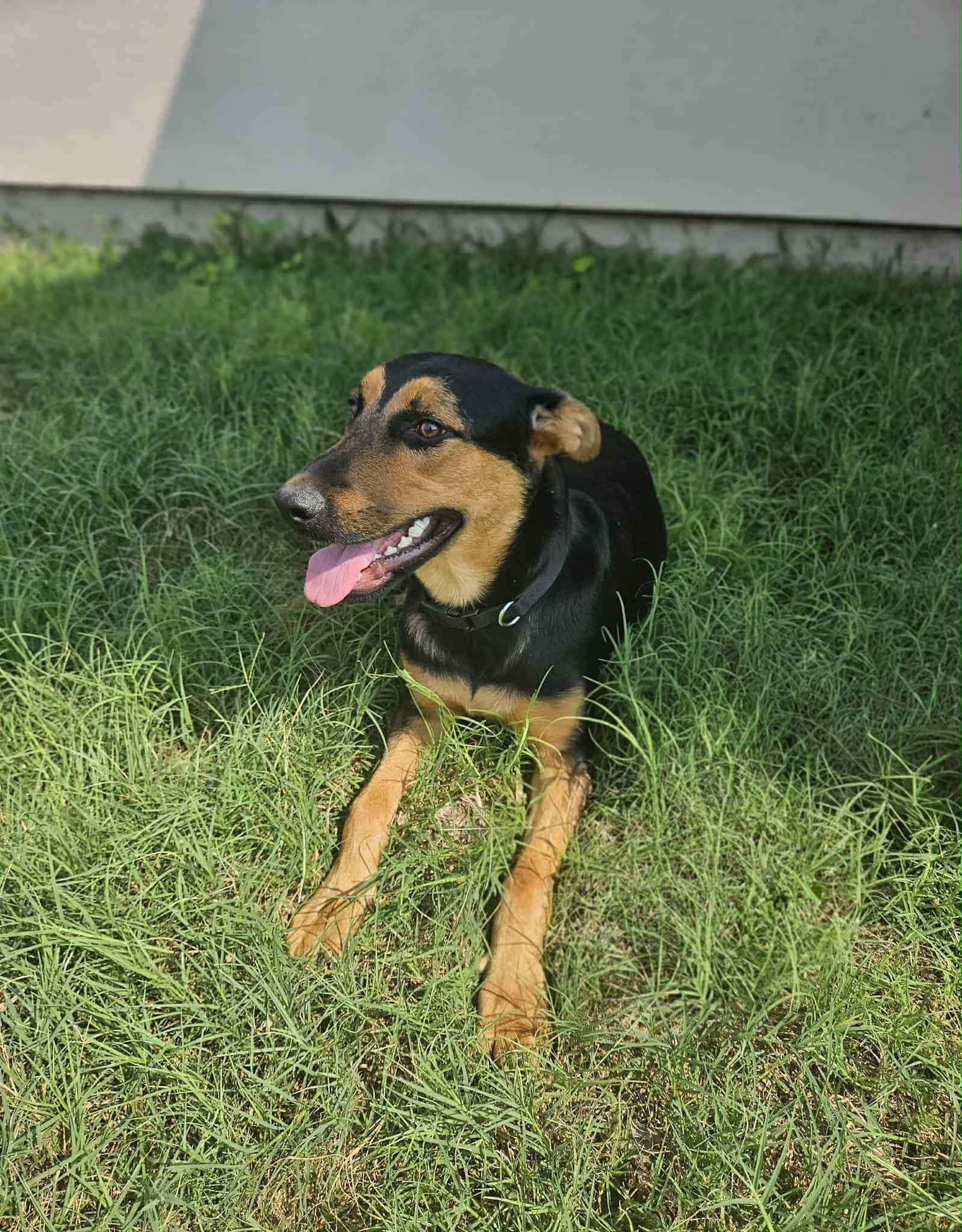 Sable