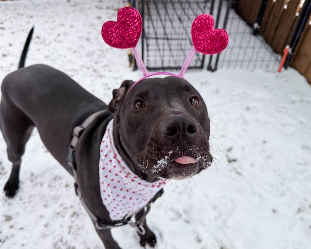 Enlarge Ferdinand, a Adoptable American Staffordshire Terrier in Lansing, KS image 1/4