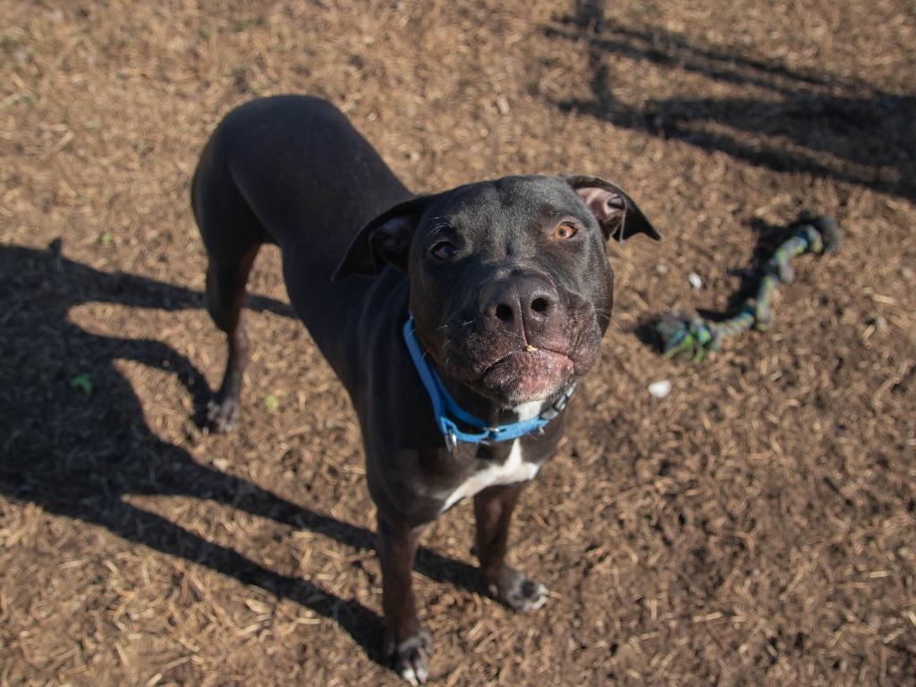 Enlarge Ferdinand, a Adoptable American Staffordshire Terrier in Lansing, KS image 2/4