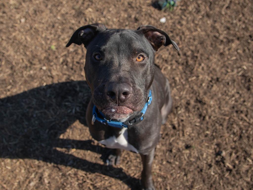 Enlarge Ferdinand, a Adoptable American Staffordshire Terrier in Lansing, KS image 3/4