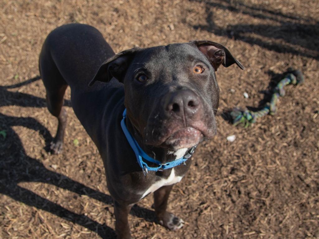 Enlarge Ferdinand, a Adoptable American Staffordshire Terrier in Lansing, KS image 4/4